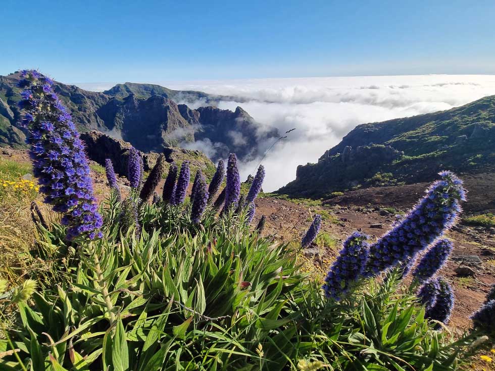 Pride of Madeira