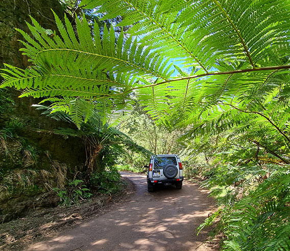 Madeira half day private 4x4