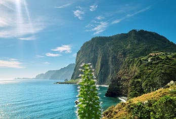 Vipérine de Madère (Echium nervosum) au point de vue de Guindaste, Faial