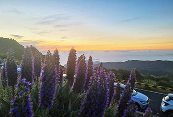 Vipérine de Madère (Echium candicans) au Pico do Areeiro