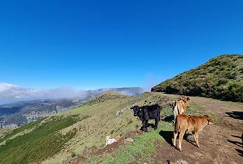 Bétail hors-piste à Trompica