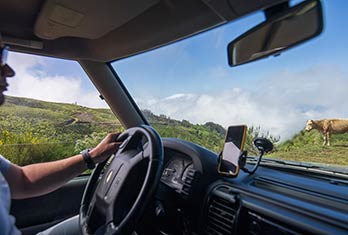 Bétail à Trompica hors route