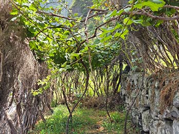 4 - 7 Vignobles et vins