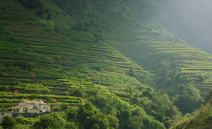 Vineyards & Wine Vineyards & Wine Tasting